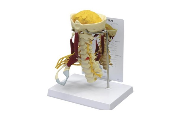 model kręgosłupa szyjnego z widocznymi mięśniami - 1019511 [w47853] 3b scientific modele anatomiczne 2